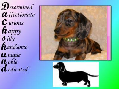 b-dachshund-spelling-view