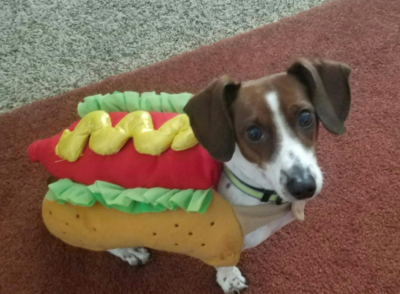 polo-hallo-wiener