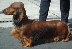 longhair-doxie-jpg2